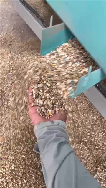 手捧成品玉米