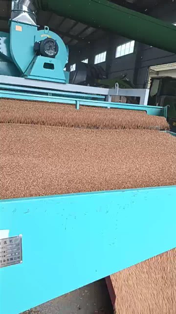 输送带输送荞麦